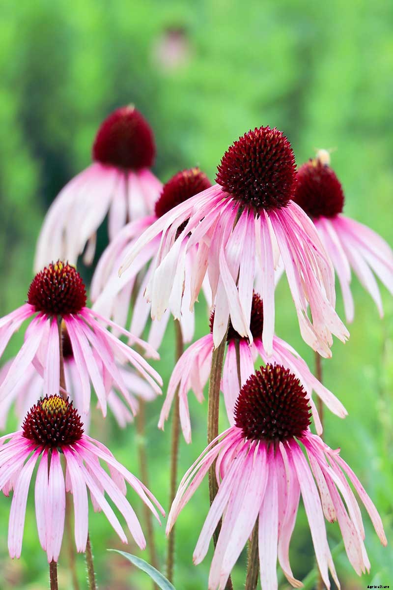 Tips for Growing Coneflowers in Containers