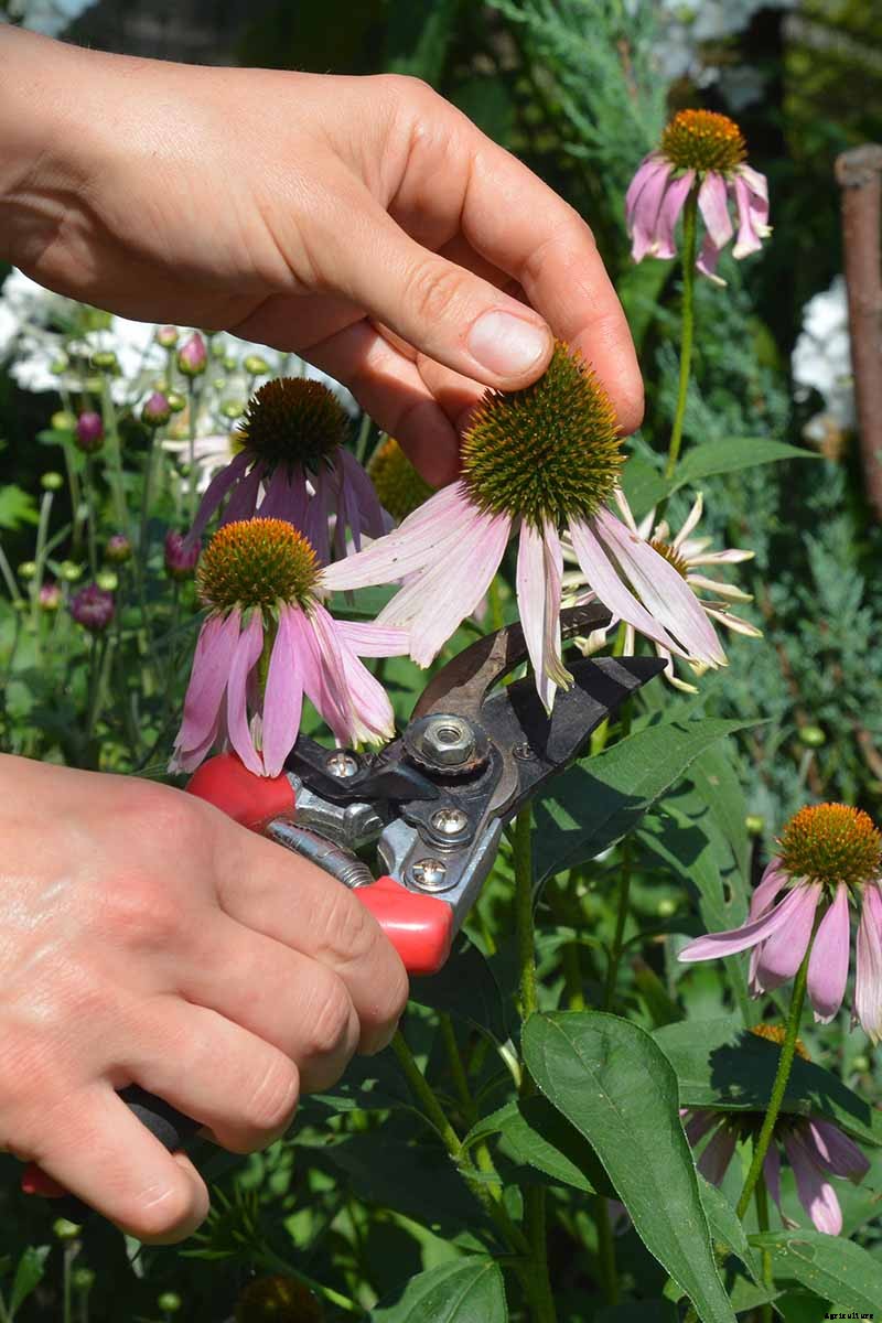 Tips for Growing Coneflowers in Containers