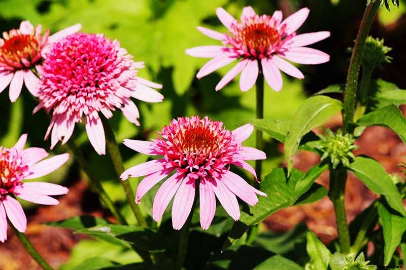 Tips for Growing Coneflowers in Containers