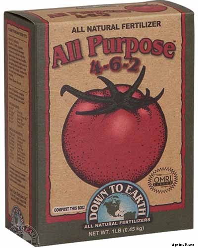 Tips for Growing Coneflowers in Containers