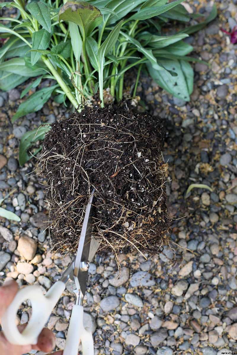 Tips for Growing Coneflowers in Containers