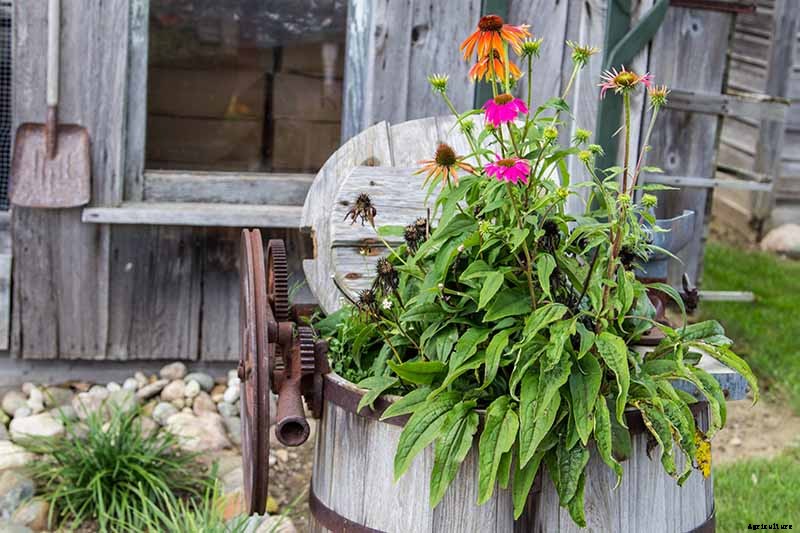 Tips for Growing Coneflowers in Containers
