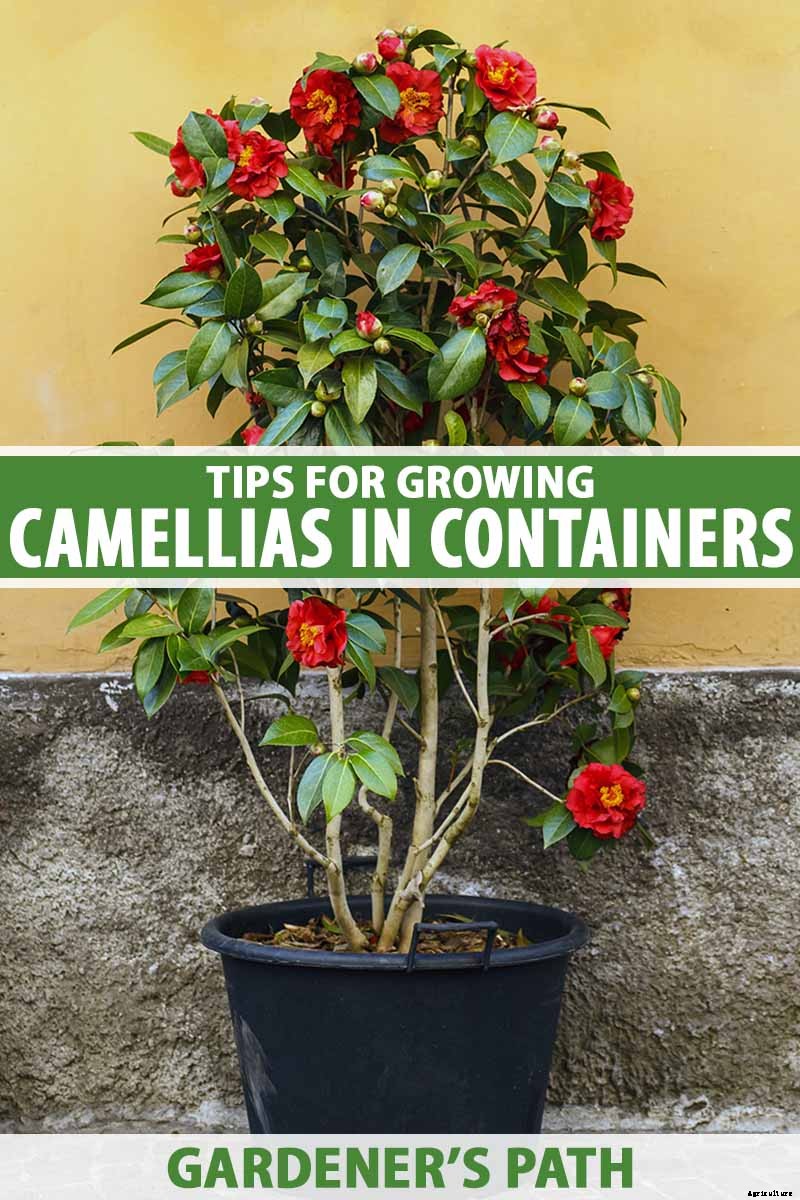 How to Grow Camellias in Containers
