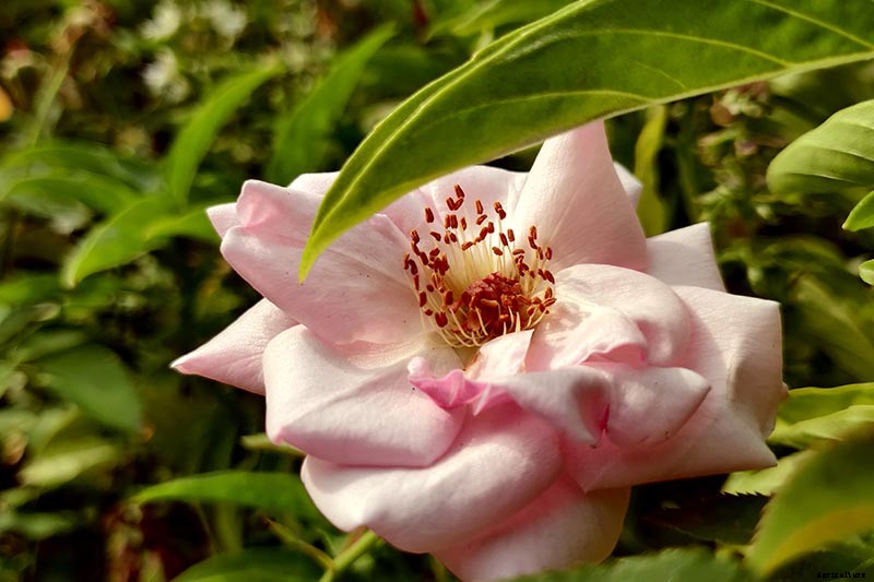 How to Grow Camellias in Containers