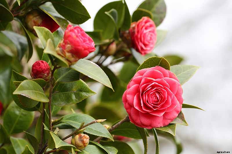 How to Grow Camellias in Containers