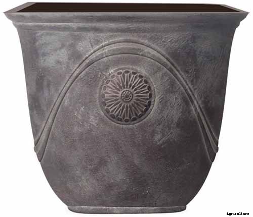 How to Grow Camellias in Containers