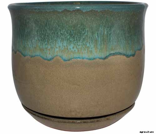 How to Grow Camellias in Containers