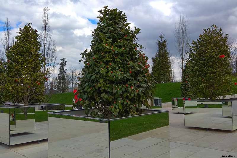 How to Grow Camellias in Containers