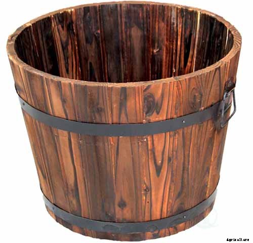 How to Grow Camellias in Containers