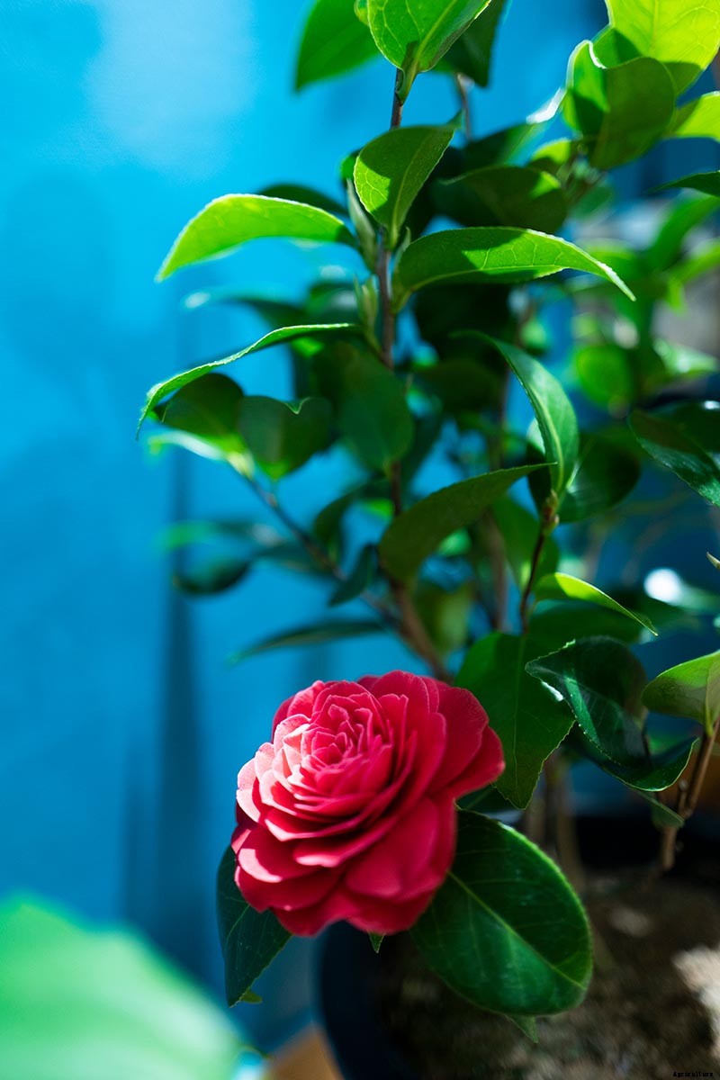 How to Grow Camellias in Containers