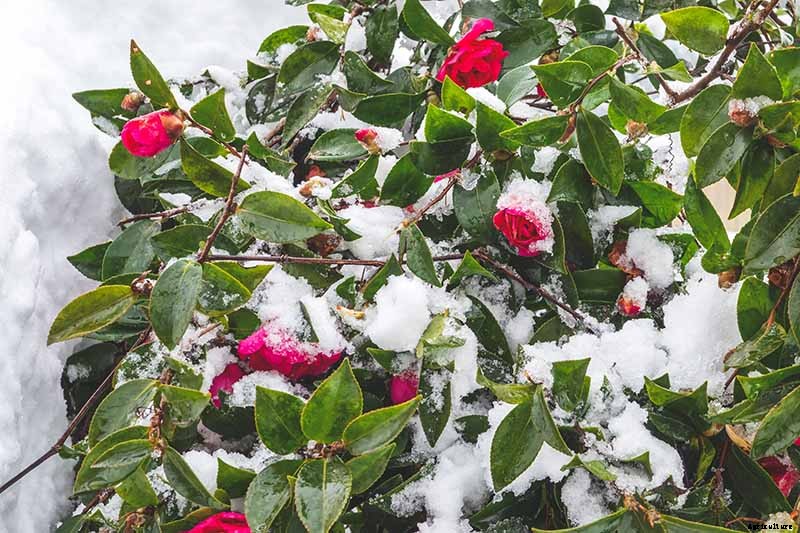 How to Grow Camellias in Containers