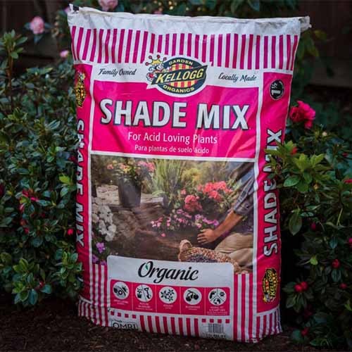 How to Grow Camellias in Containers