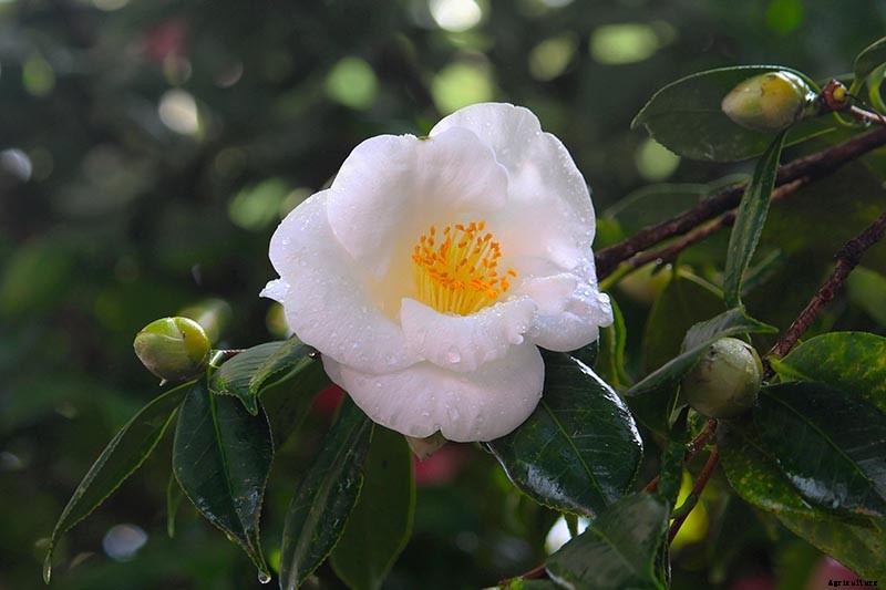How to Grow Camellias in Containers