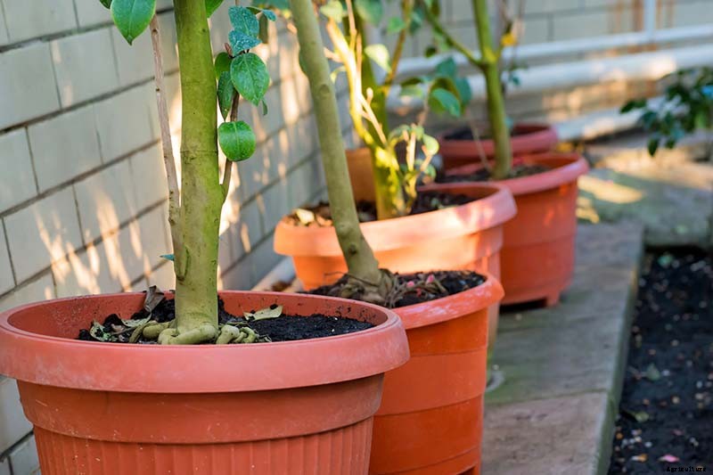 How to Grow Camellias in Containers
