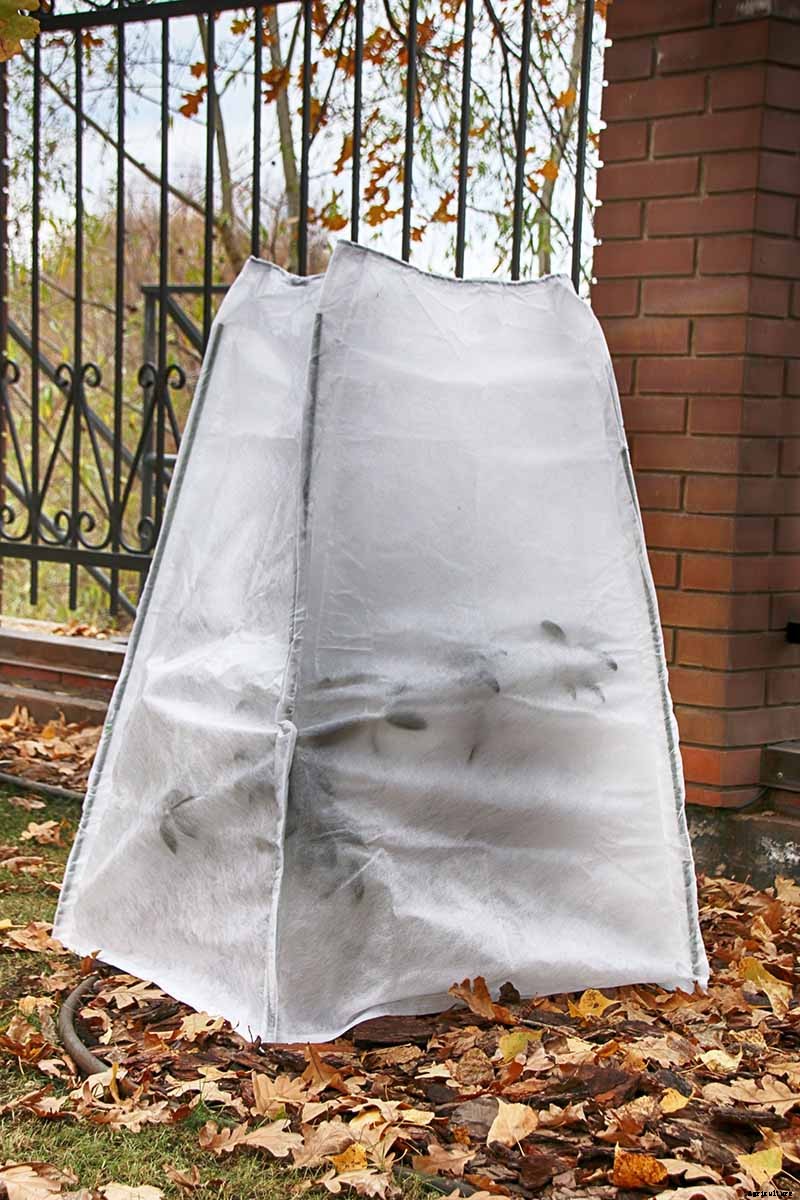 How to Grow Camellias in Containers