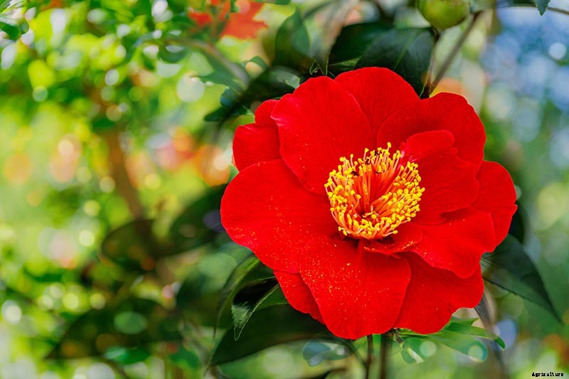 How to Grow Camellias in Containers