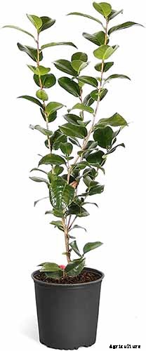 How to Grow Camellias in Containers