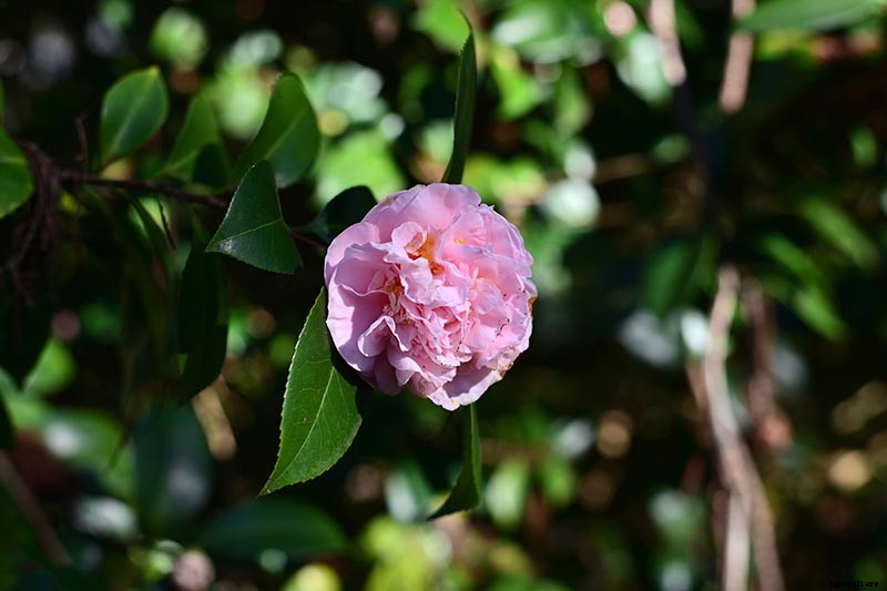 How to Grow Camellias in Containers
