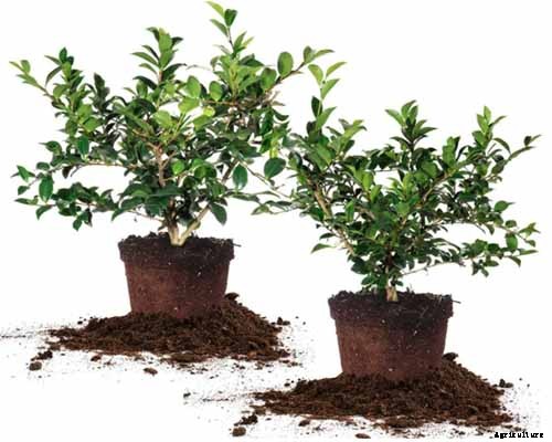 How to Grow Camellias in Containers