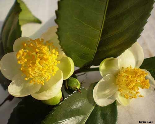 How to Grow Camellias in Containers