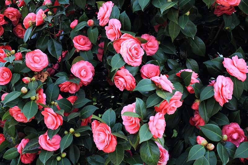 How to Grow Camellias in Containers