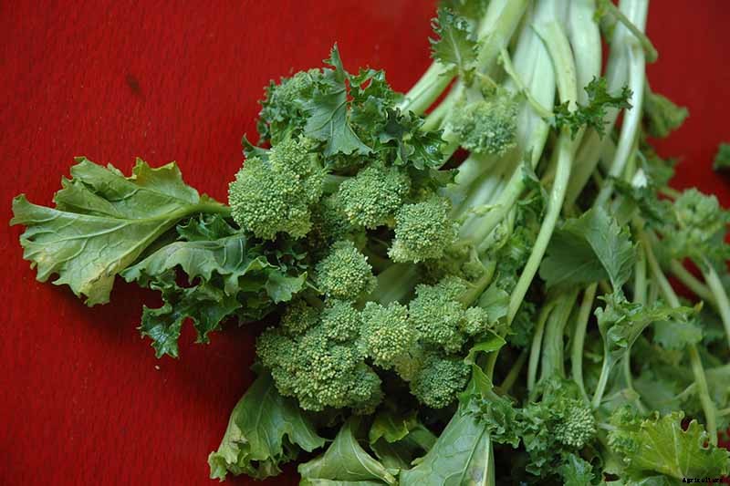 How to Grow Broccoli Rabe