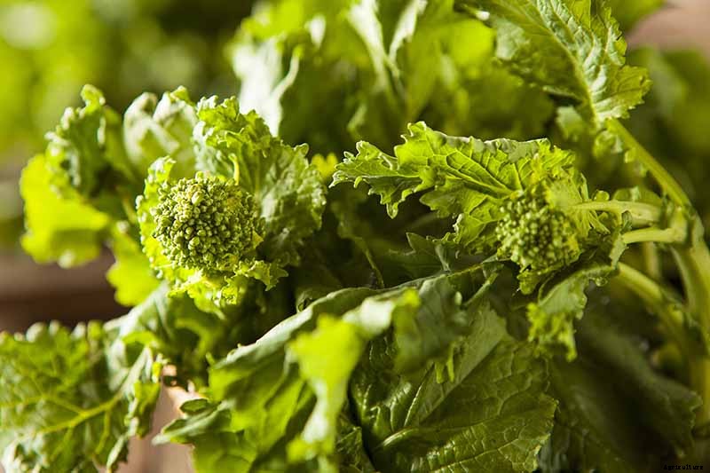 How to Grow Broccoli Rabe