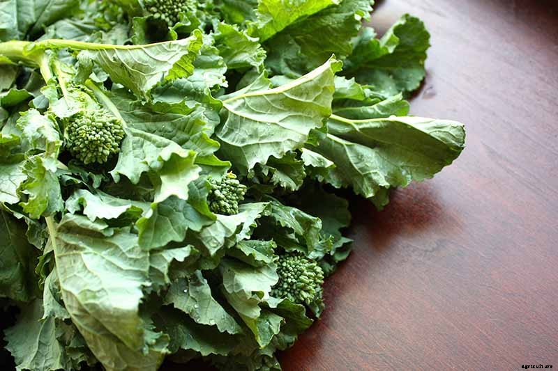 How to Grow Broccoli Rabe