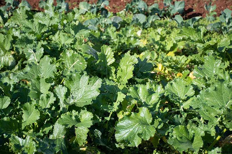 How to Grow Broccoli Rabe
