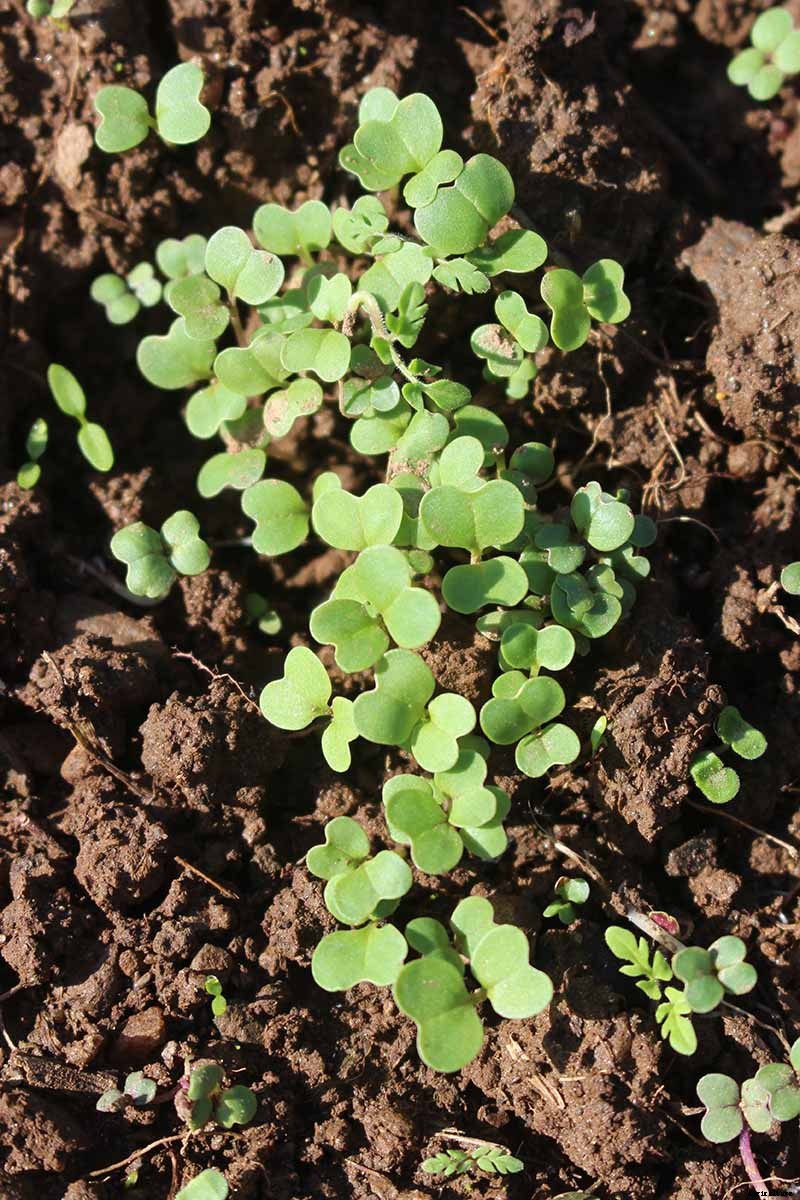 How to Grow Broccoli Rabe