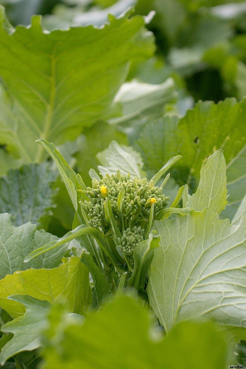 How to Grow Broccoli Rabe