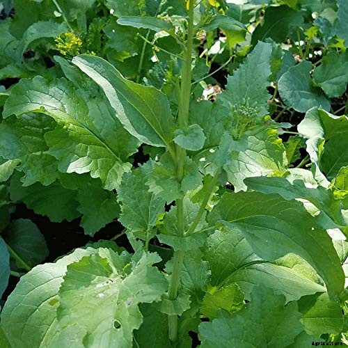 How to Grow Broccoli Rabe
