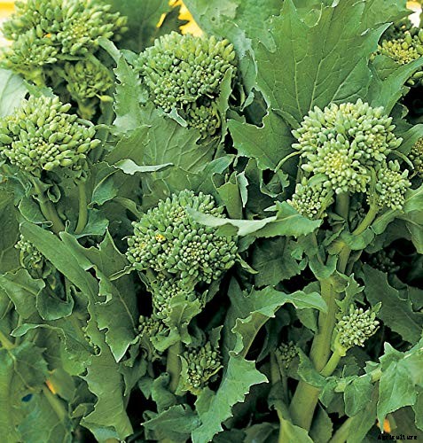 How to Grow Broccoli Rabe