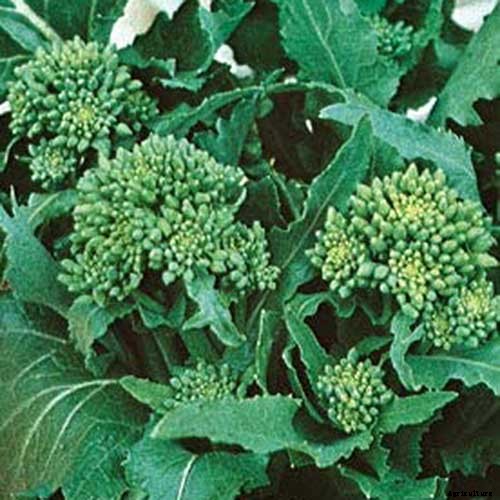 How to Grow Broccoli Rabe