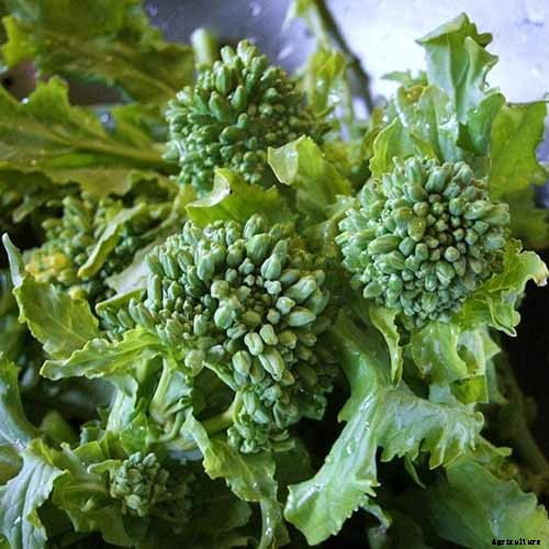 How to Grow Broccoli Rabe