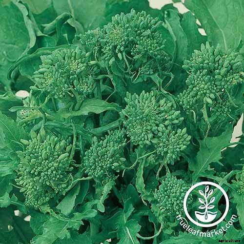 How to Grow Broccoli Rabe