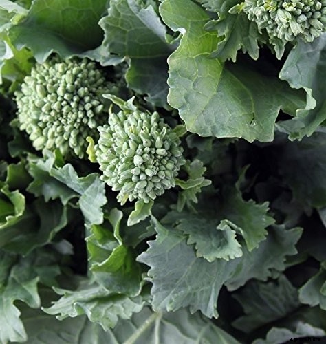 How to Grow Broccoli Rabe