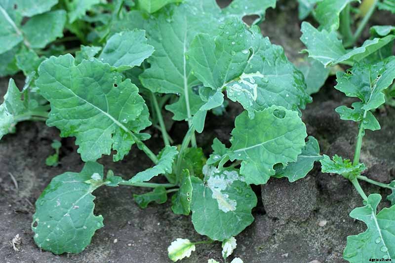 How to Grow Broccoli Rabe