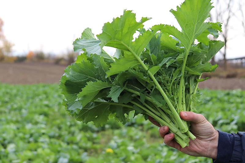 How to Grow Broccoli Rabe