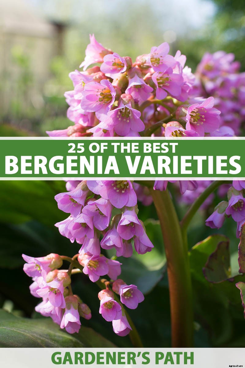 25 of the Best Bergenia Cultivars for the Garden