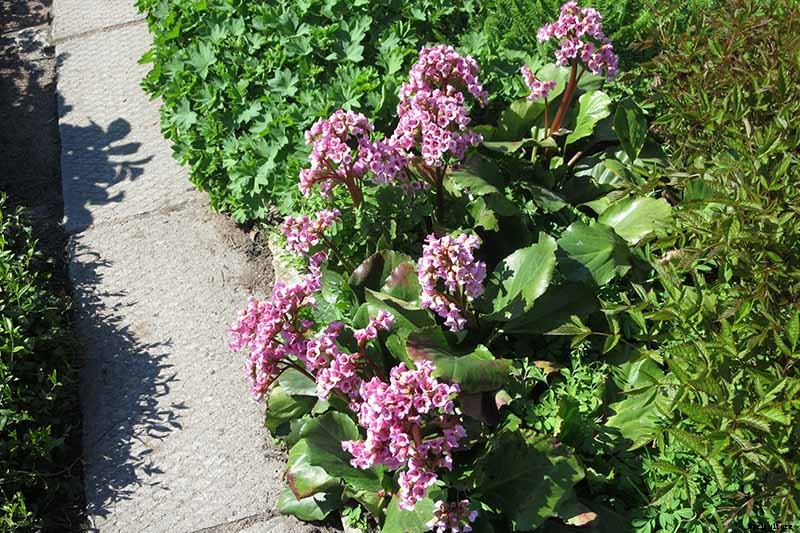 25 of the Best Bergenia Cultivars for the Garden