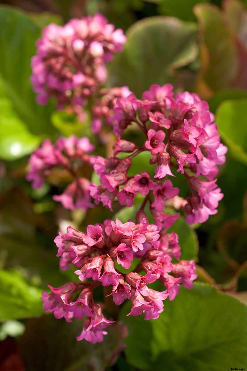 25 of the Best Bergenia Cultivars for the Garden