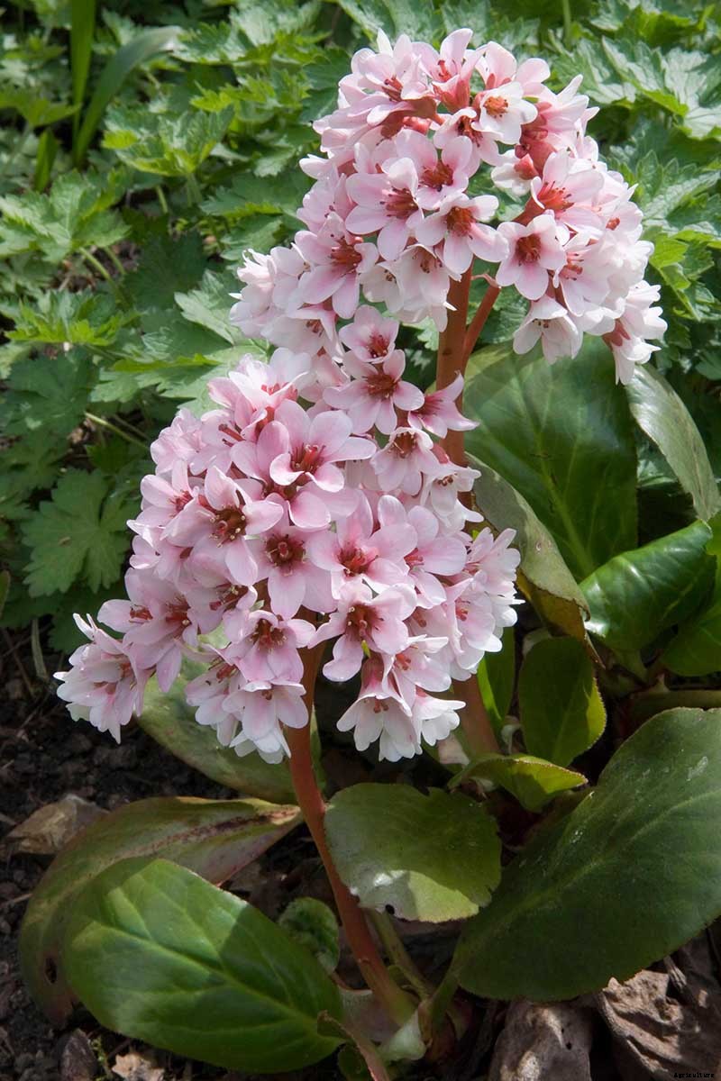 25 of the Best Bergenia Cultivars for the Garden