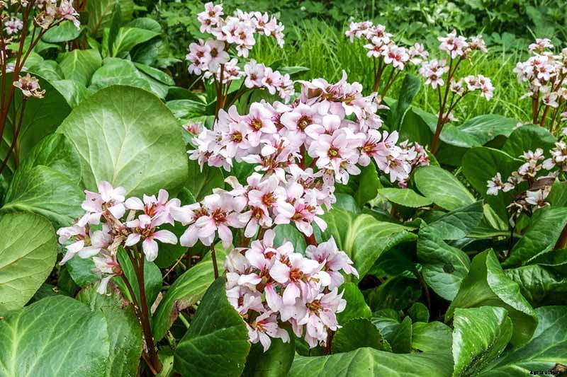 25 of the Best Bergenia Cultivars for the Garden