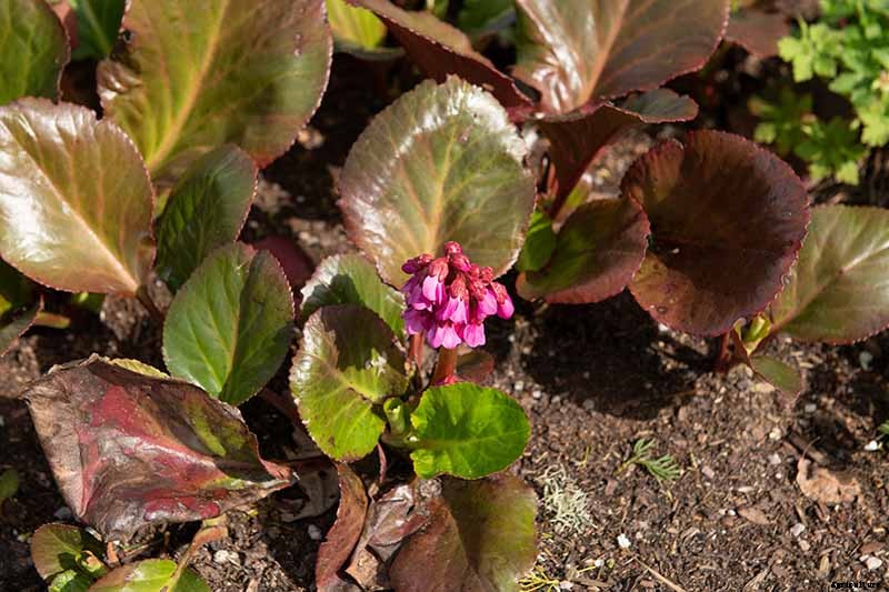 25 of the Best Bergenia Cultivars for the Garden