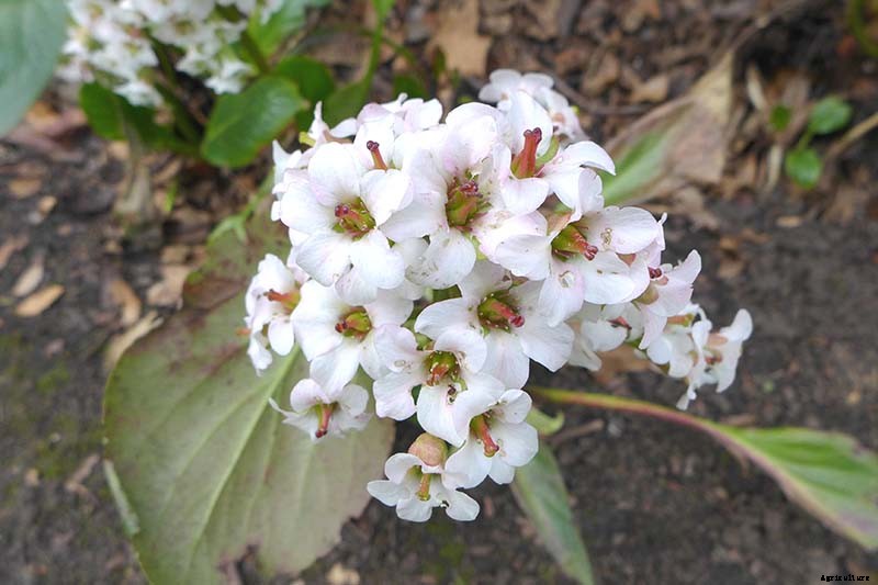 25 of the Best Bergenia Cultivars for the Garden