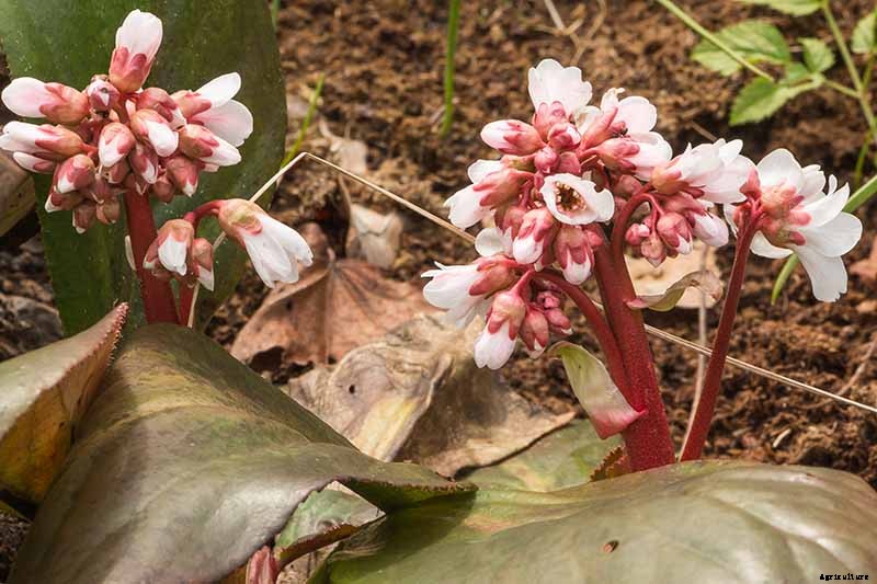 25 of the Best Bergenia Cultivars for the Garden