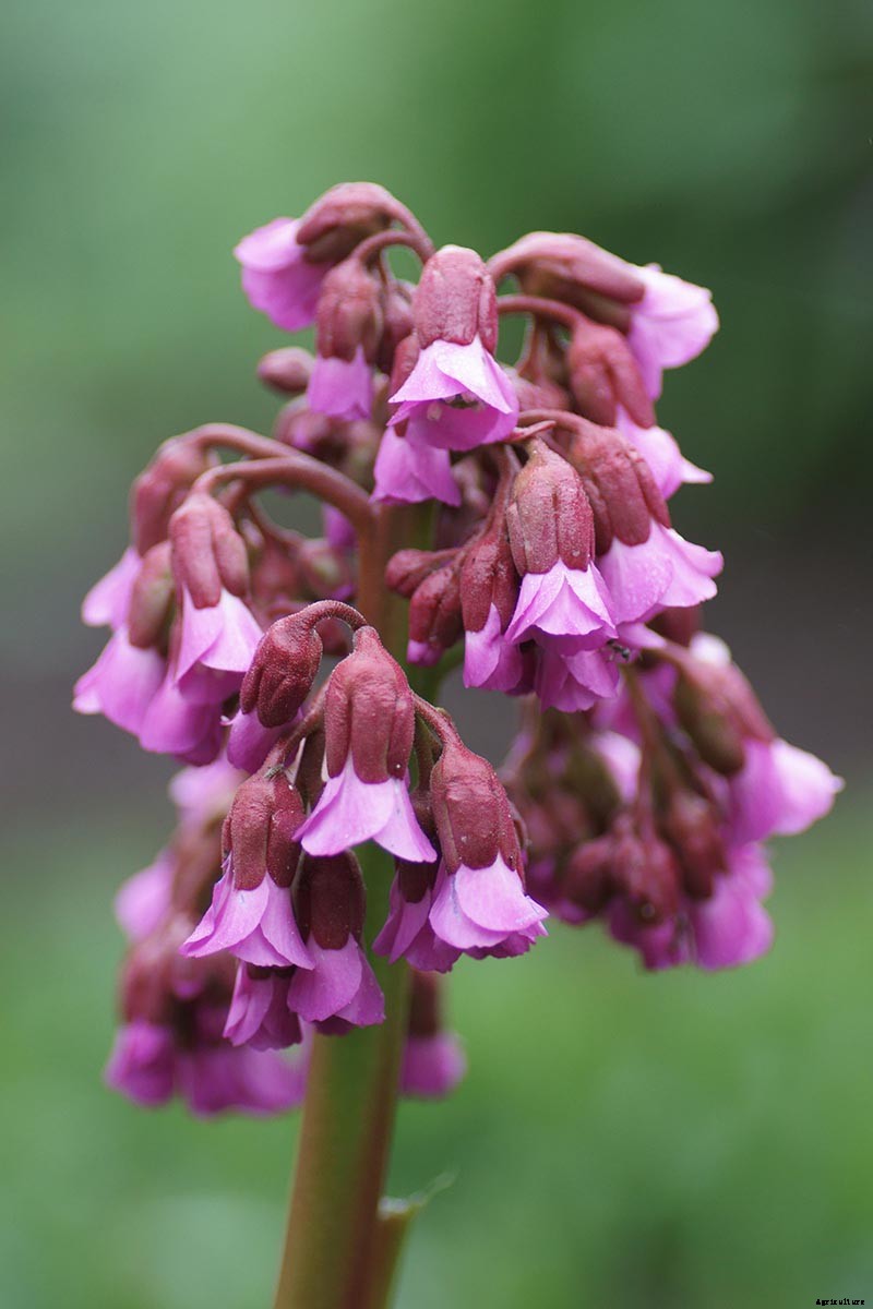25 of the Best Bergenia Cultivars for the Garden