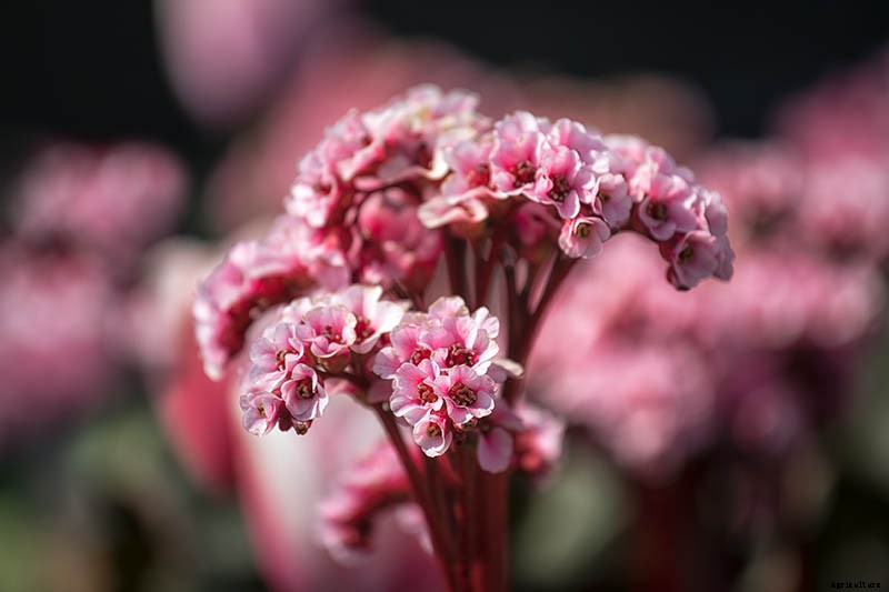 25 of the Best Bergenia Cultivars for the Garden
