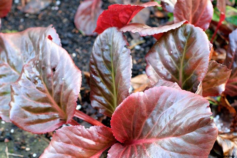 25 of the Best Bergenia Cultivars for the Garden